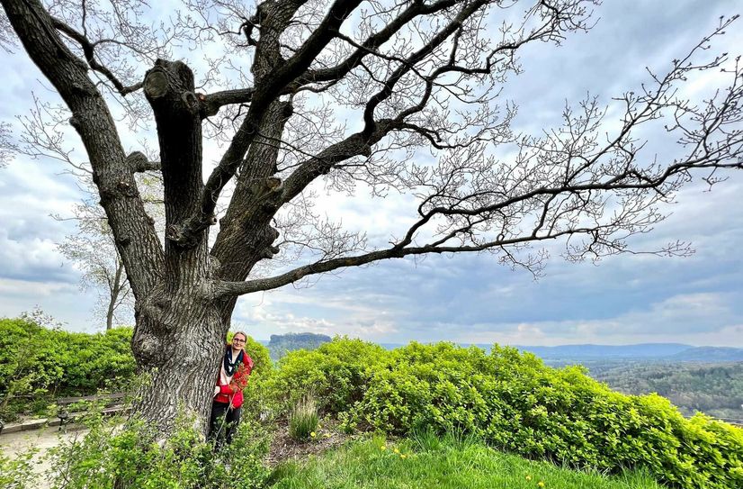 Kuratorin Dr. Stefanie Krihning an der 200 Jahre alten Hochzeitseiche der Festung Königstein.