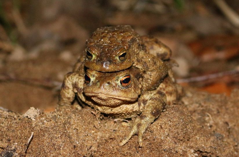 Erdkrötenpaar auf Wanderung zum Laichgewässer.