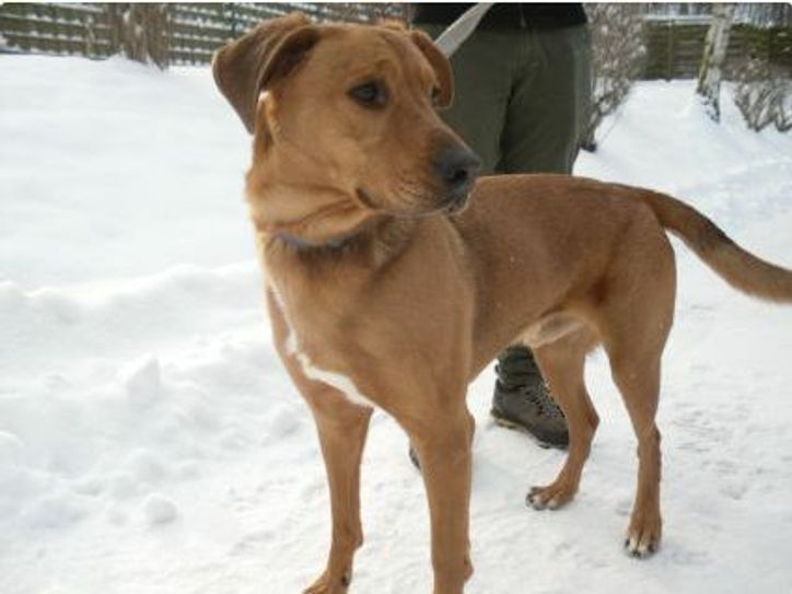Mischling Jacky, sechs Jahre alt, lebt derzeit im Tierheim Dresden. Foto: Tierheim Dresden