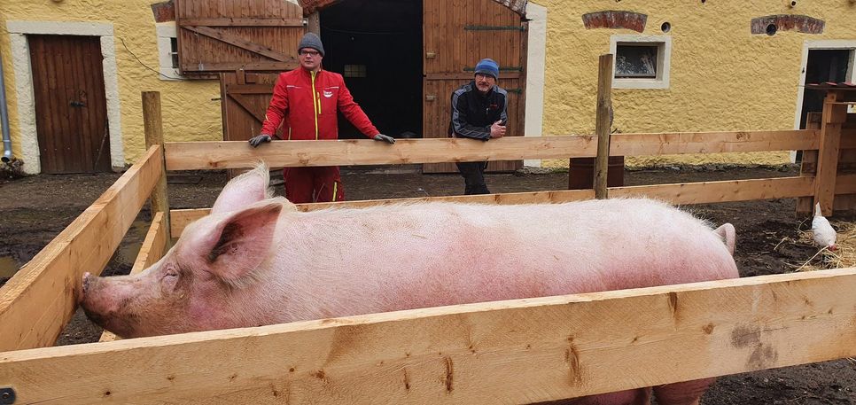 Erna heißt die Sau von Biobauer Göran Schultze. Das Meißner Landschwein gewöhnt sich gerade an ihr neues Freigehege. Foto: Mathias Schaefer / MDR