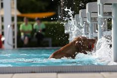 Hunde im Freibad: Nur am Samstag ist das erlaubt und zwar beim Hundebadetag im Geibeltbad. Foto: Daniel Förster