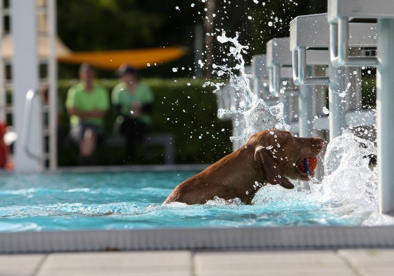 Hunde im Freibad: Nur am Samstag ist das erlaubt und zwar beim Hundebadetag im Geibeltbad. Foto: Daniel Förster