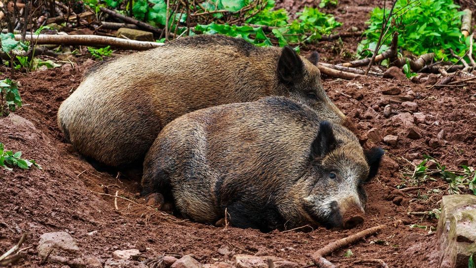 Die 19 Wildschweine im Moritzburger Wildgehege werden jetzt fachmännisch erlegt. Foto: pixabay