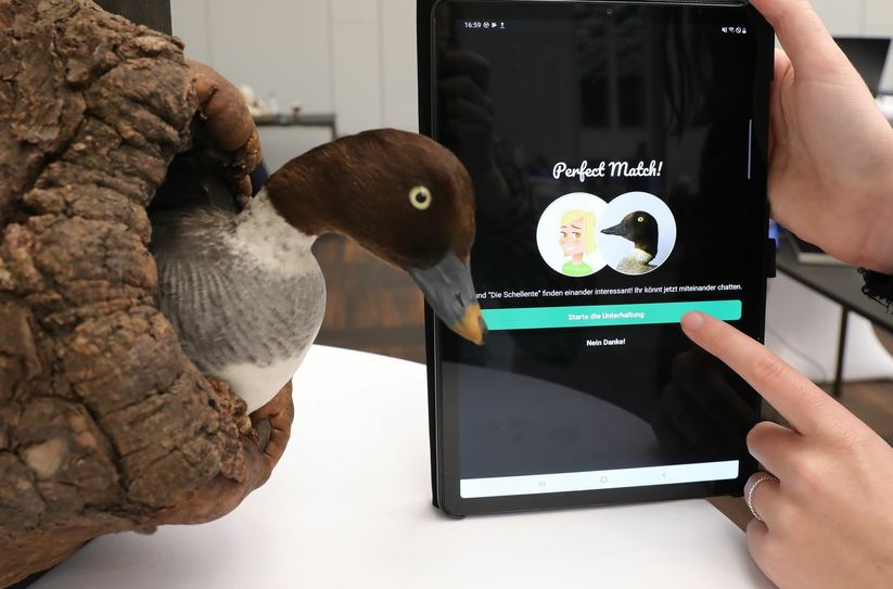 „perfect match!“ = „Perfekte Übereinstimmung!“ Dem Plausch mit der Schellente steht nichts mehr im Wege. Foto: Laila Ries, Senckenberg