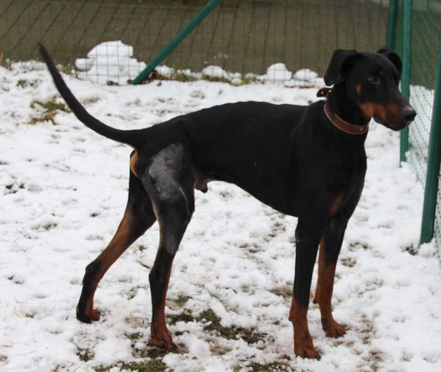 Für Dieter wird ein neuer Besitzer gesucht, möglichst eine Familie mit Grundstück. Der Hund ist sehr lieb, aber auch ziemlich aktiv. Fotos: Pönisch