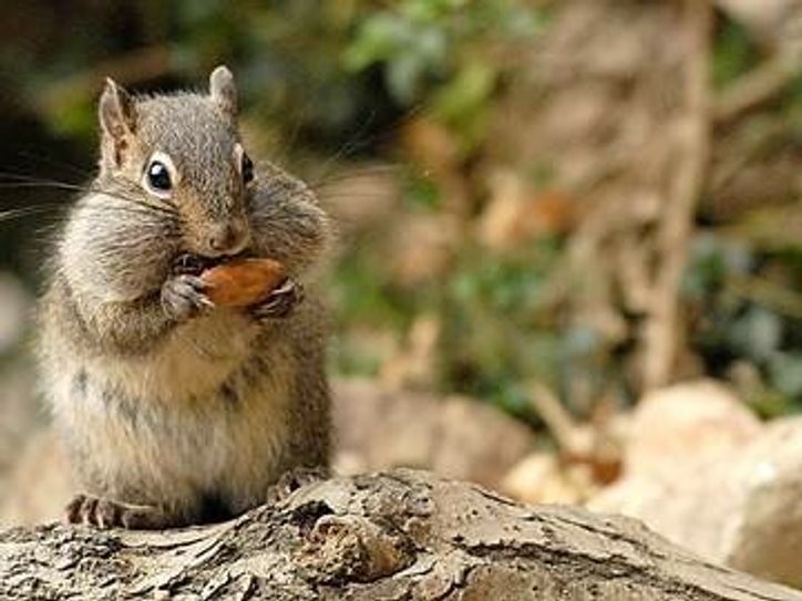 Foto: www.zoo-goerlitz.de, C. Hammer