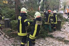 Im Klosterhof mitten in der Pirnaer Innenstadt gleich neben der Stadtbibliothek musste die Feuerwehr große abgebrochene oder herabhängende Äste beseitigen.  Fotos: M. Förster
