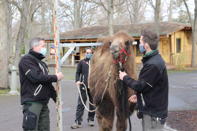 Zooinspektor Helmar Pohle (li) und Pfleger Kevin Leuchter vermessen Trampeltier Kevin.