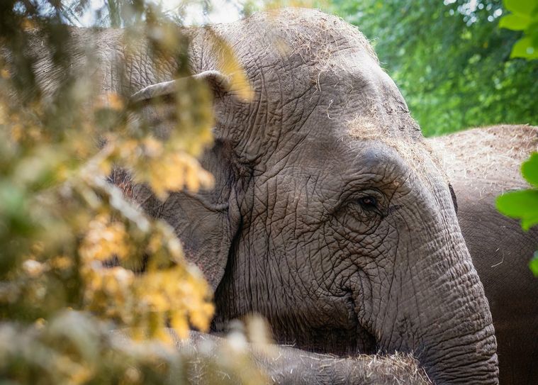 Der Tierpark Cottbus startet mit Optimismus und viel Vorfreude ins neue Jahr.