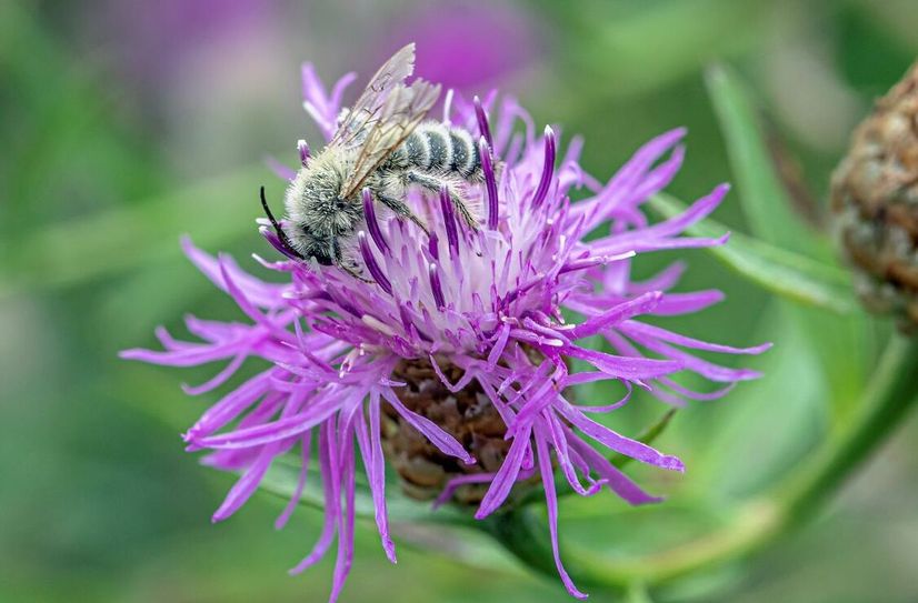 Beim Wildbienen-Bestimmungskurs des FIB erlernen die Teilnehmenden hilfreiche Kriterien der häufigsten Bienengattungen in der Niederlausitz.
