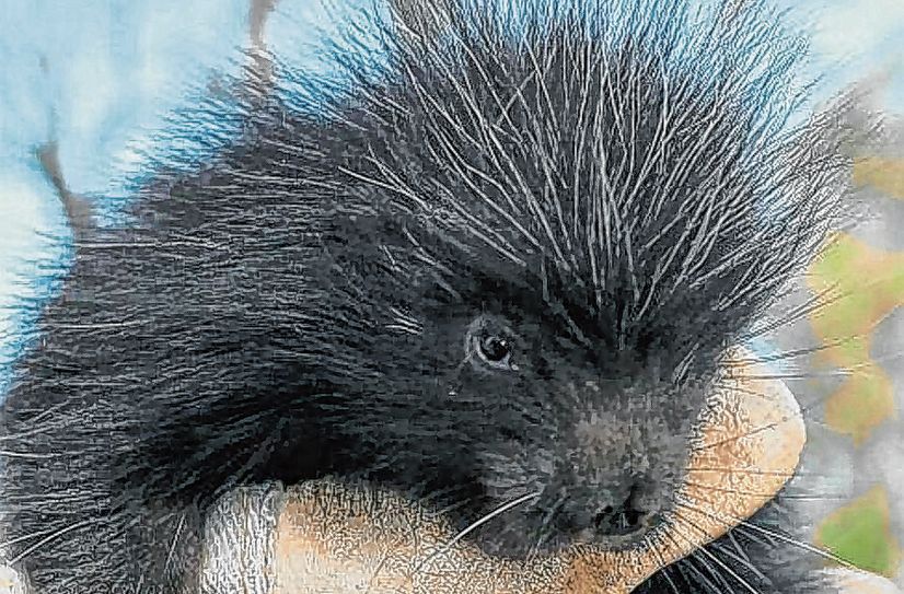 Borstige Baumstachler werden die neuen Bewohner im Riesaer Tierpark sein.