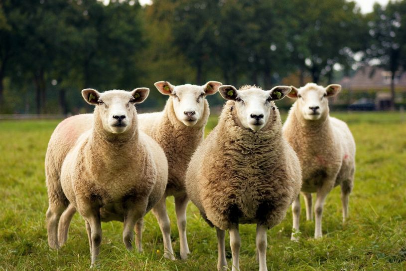 Symbolbild. Im Landkreis Bautzen gab es in der letzten Zeit mehrere Begegnungen mit dem Wolf und Schafherden.