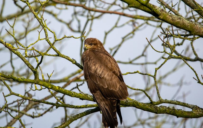 Mäusebussard
