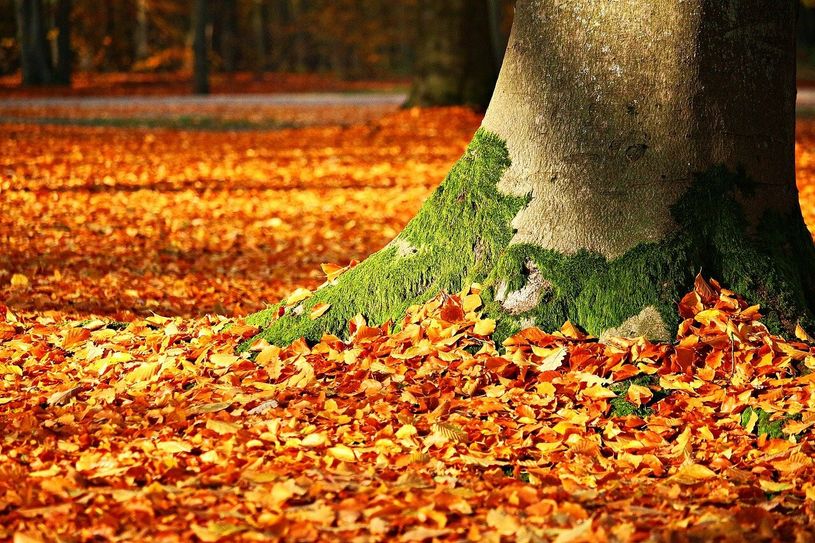 Foto:pixabay