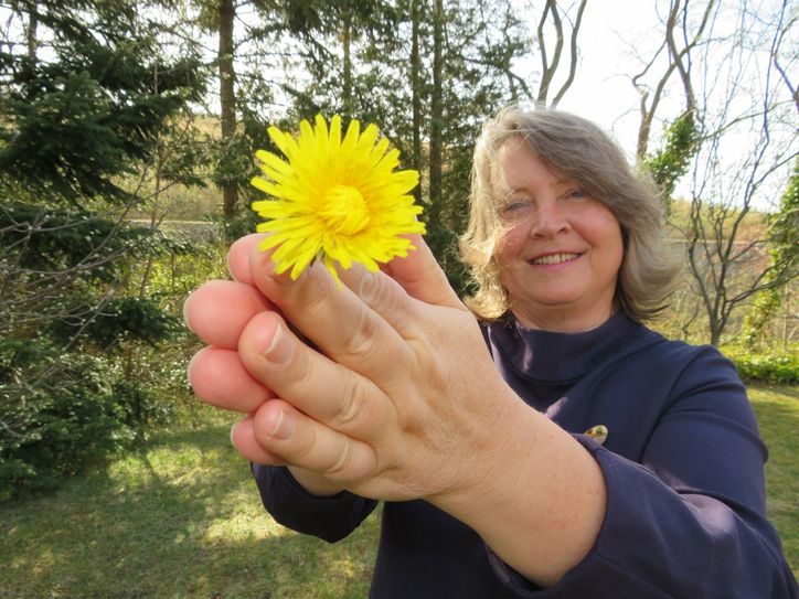 Knallig gelb, hübsch anzusehen und dazu noch sehr gesund ist der Löwenzahn, der sich nach seiner Blütezeit in eine Pusteblume verwandelt.