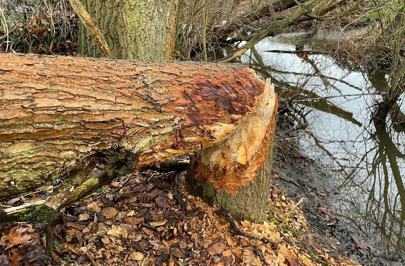 In den ans Grundstück angrenzenden Gewässern sind seit einiger Zeit Biber heimisch. Kürzlich krachte ein Baum in den Grundstückszaun.