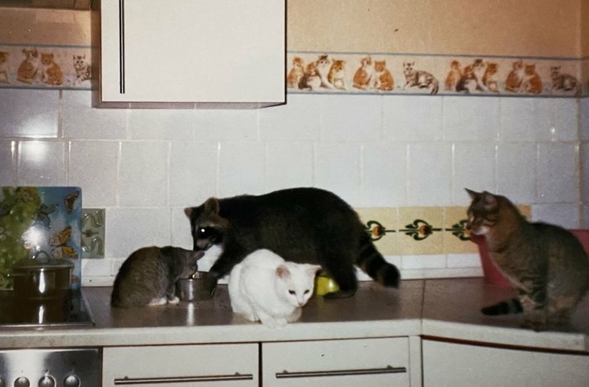 Die Katzen nehmen es recht gelassen hin, dass ihnen von den »Nachbarn« hin und wieder etwas Futter stibitzt wird.