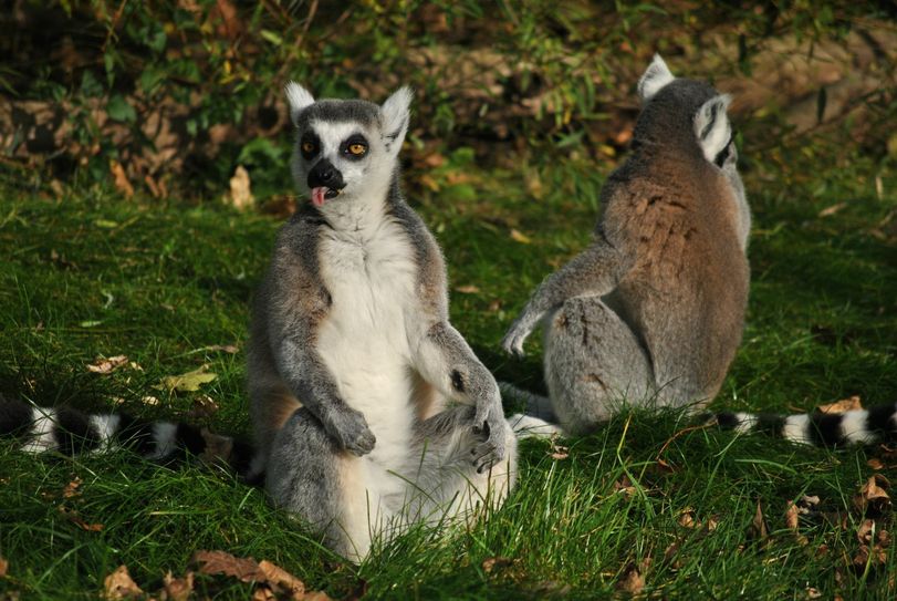 Ein Katta-Paar lässt es sich scheinbar auch mal gutgehen. Foto: Zoo Dresden