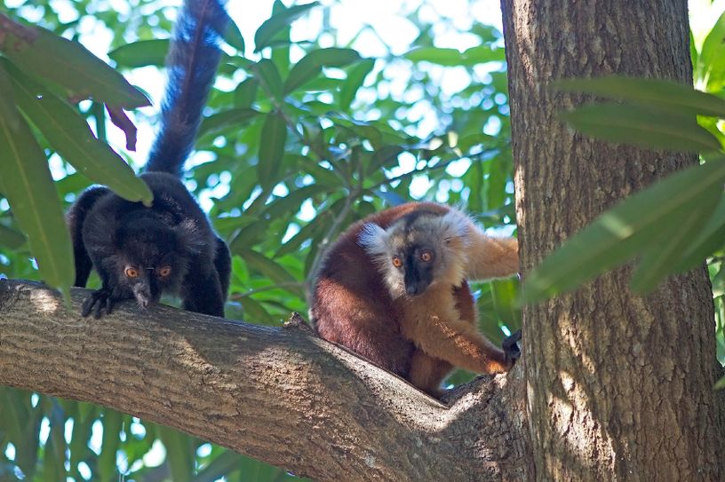 Ab dem Frühjahr sollen Mohrenmakis im Dresdner Zoo gezüchtet werden. Foto: Zoo Dresden