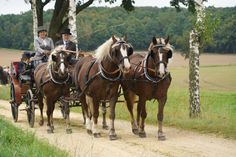 Heike Elwing aus Kiesdorf mit dem Viererzug Schwarzwälder Kaltblüter