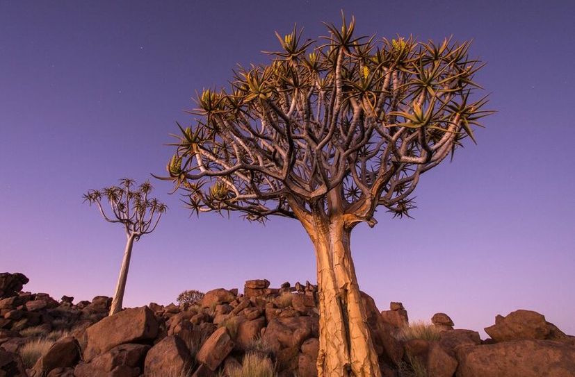 Köcherbaum in Namibia – aus »Naturwunder Erde«.