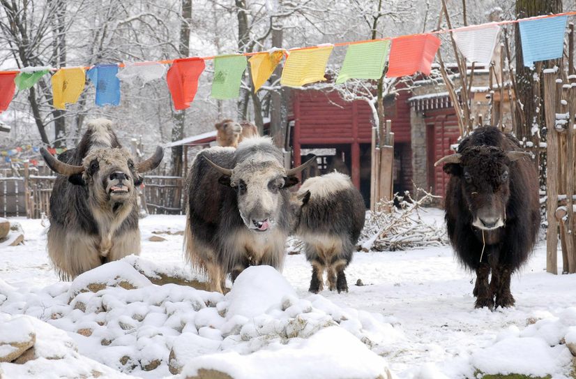 Foto: www.zoo-goerlitz.de, C. Hammer