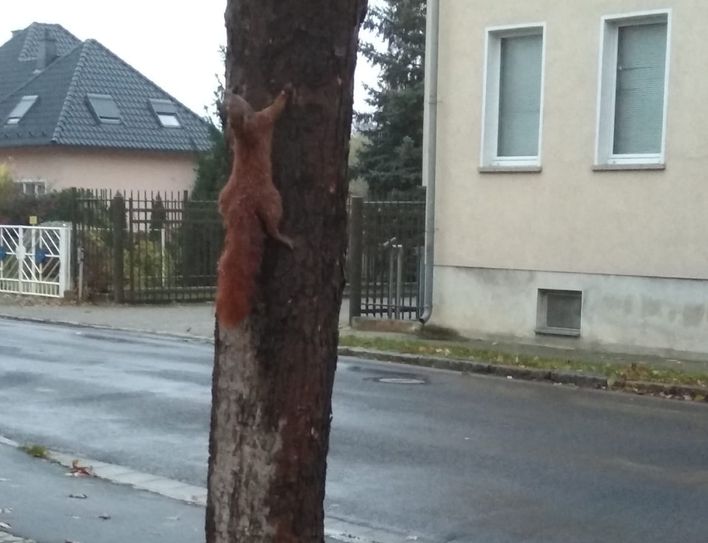 Ein Handyfoto vom Eichhörnchen, aufgenommen durch eine Zeugin. Foto: S.A. Eulitz