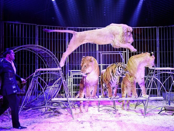 Eine Raubtiernummer im Circus Probst. Demnächst ist er in Pirna. Foto: PR