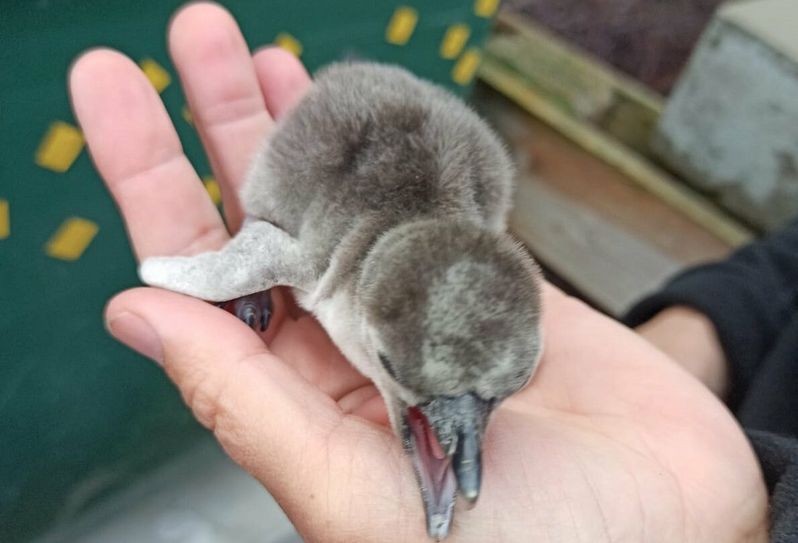 Das erste Küken 2022 schlüpfte im Nest von Greta und Elias.  Foto: pm