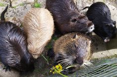 Fütterungsverbot für Nutria und weitere wilde Tiere