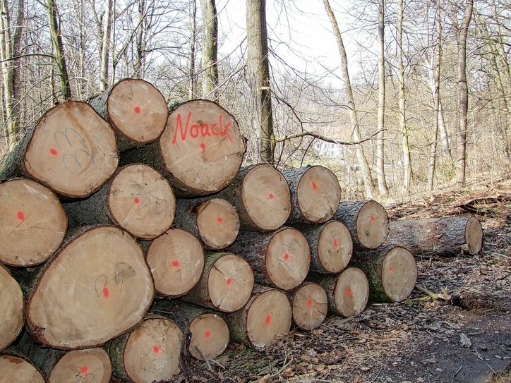 Fichtenholzstapel im Seifersdorfer Tal, im Hintergrund die Marienmühle. Foto: Rainer Könen