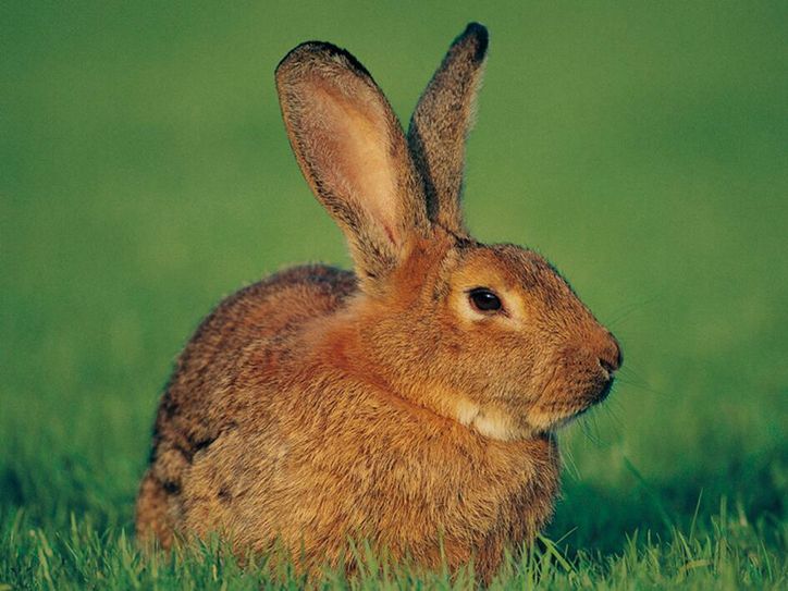 Der Osterhase und seine Kollegen geben sich viel Mühe, damit jeder das Richtige im Osternest findet.   Foto: Archiv