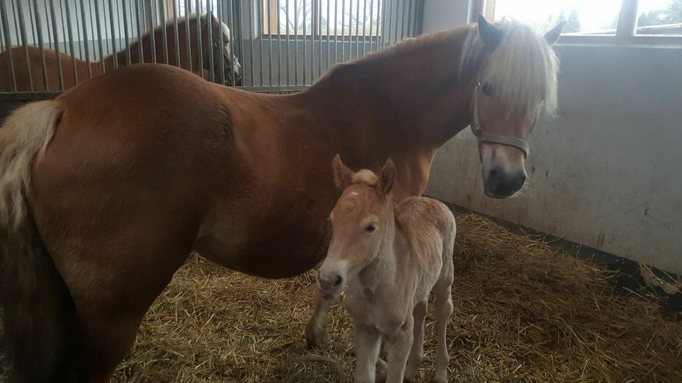 Schon ganz sicher steht das Fohlen neben seiner Mutter, der Stute Bampi, im Stall der Kinder- und Jugendfarm des CSB in Hoyerswerda