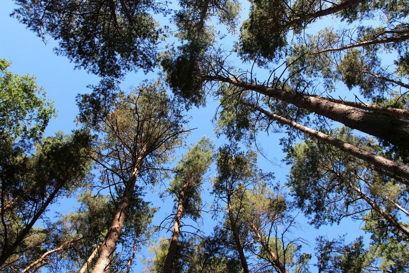 In Brandenburg gibt es viele Kiefernwälder. Foto: sts