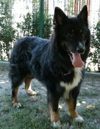 Der Schäferhund-Collie-Mix "Zwerg" lebt seit März 2019 im Tierheim Dresden. Er wurde abgegeben, weil seine Bsitzer nicht mit ihm klarkamen. Foto: Tierheim Dresden