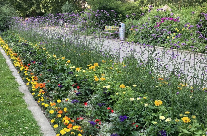 Auch auf dem Alaunplatz wird es bunt und duftend.