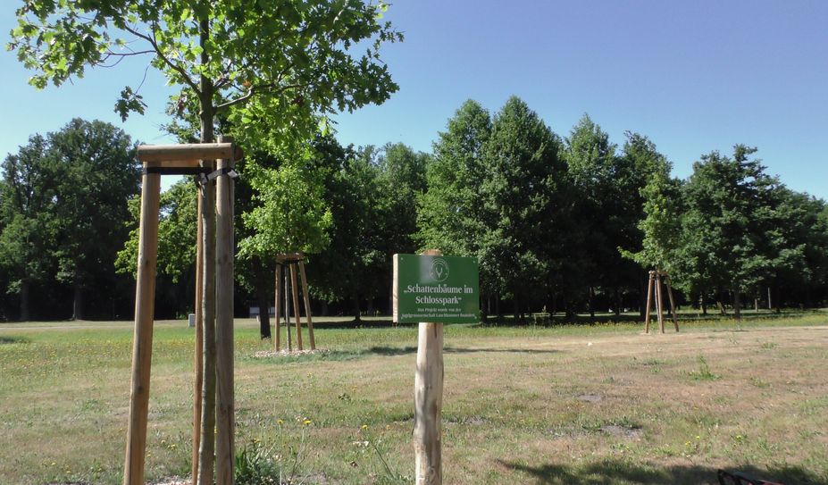 Die jungen Stieleichen soll zukünftig für mehr Schatten im Schlosspark sorgen.