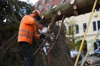Der Baum für den Großenhainer Weihnachtsmarkt wird passend gemacht.