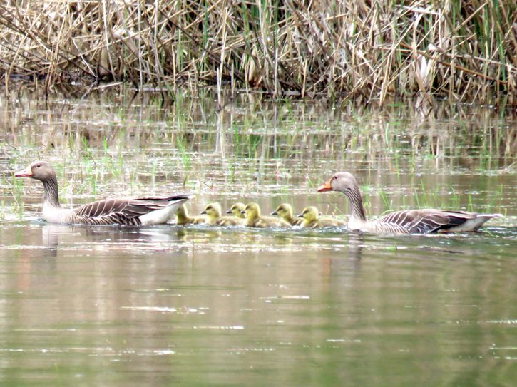 Derzeit lässt sich mit etwas Glück der erste Nachwuchs der Graugänse in der Lausitz beobachten.