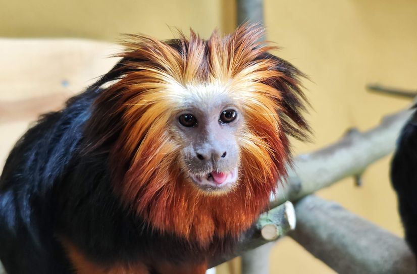 Im Tierpark Senftenberg gibt es jetzt auch Goldkopflöwenäffchen zu sehen.