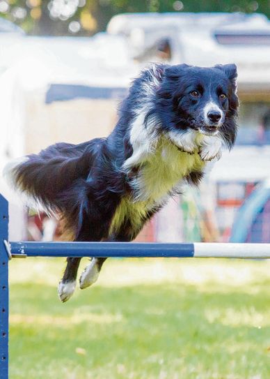 „Fliegenden Hunde“ in Hoyerswerda. Foto: Verein