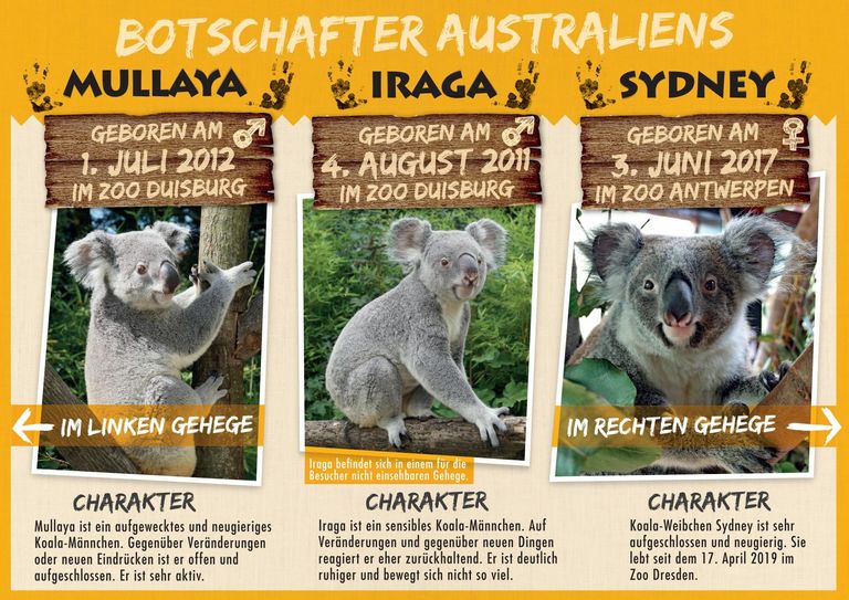 Steckbrief der drei Koalas, die nun in Dresden für Nachwuchs sorgen sollen. Fotos: Zoo Dresden
