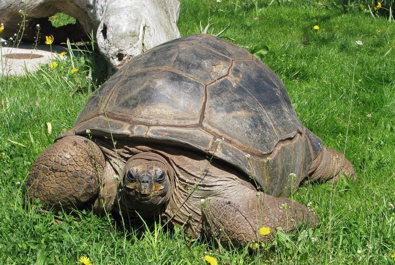 Lebte seit 28. Juli 1971 im Dresdner Zoo: Hugo i. Foto: Zoo Dresden