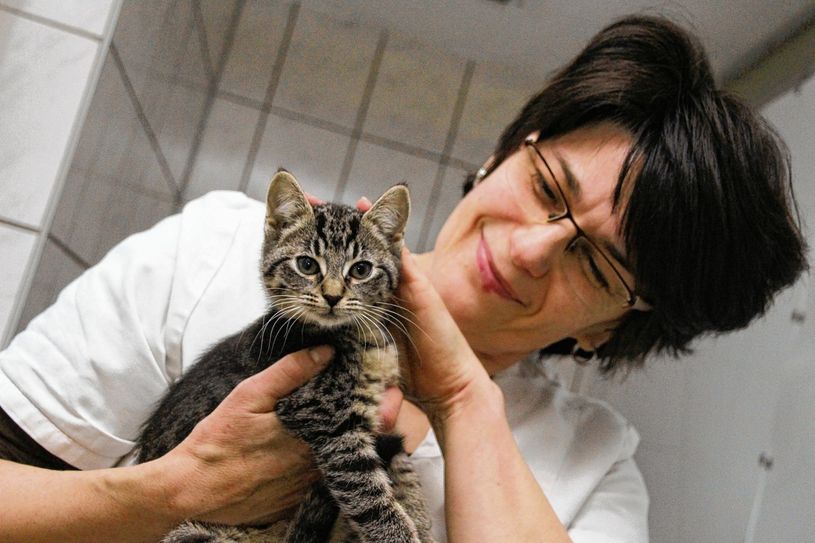 Tierpflegerin Claudia Wechosch mit der kleinen Hetty. Sie ist eine von aktuell rund 300 Katzen, die im Tierheim Groß Döbbern leben. Vor allem die Zahl der aufgenommenen Katzenbabys ist in diesem Jahr enorm gestiegen. Das stellt nicht nur den Betreiberverein Tierschutzliga in Deutschland e.V. vor eine große Aufgabe, denn die Arbeit wird vor allem über Spenden finanziert. Foto: Jan Hornhauer