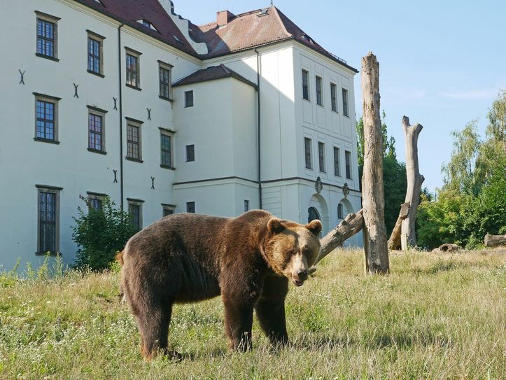 Die Braunbären des Hoyerswerdaer Zoos dürfen Urlaub in Bayern machen. Foto: Stefanie Jürß