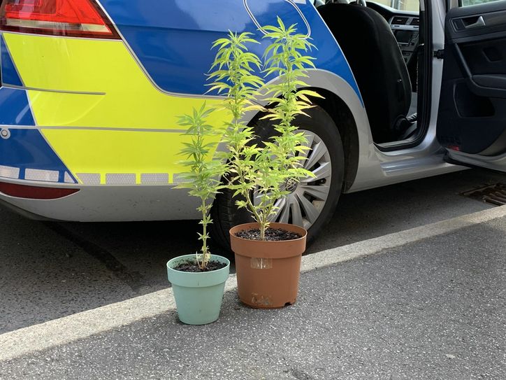 Die Ernte dürfte ins Wasser fallen. Der Besitzer der Cannabispflanzen muss sich nun wegen des Verdachts des illegalen Anbaus und Besitzes von Betäubungsmitteln verantworten. Foto: Marko Förster