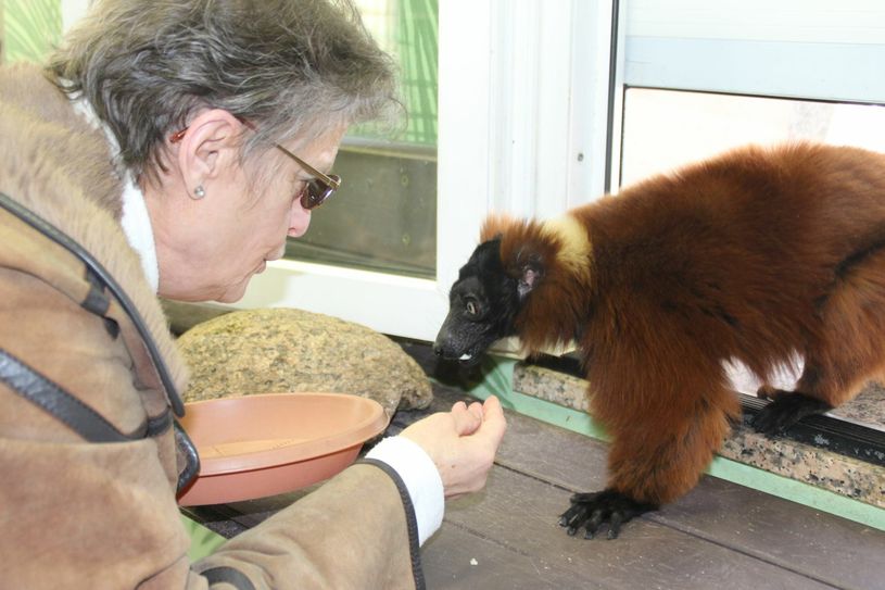 Mit der Fütterung der Vari-Affen im Tierpark Senftenberg ging für Helga Knispel ein Herzenswunsch in Erfüllung. Fotos: Lösche