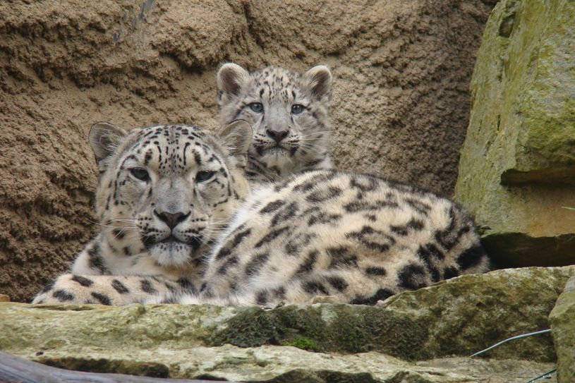 Schneeleoparden-Nachwuchses 2015, Istari mit Jungtier Kiyan. Foto: Zoo Dresden