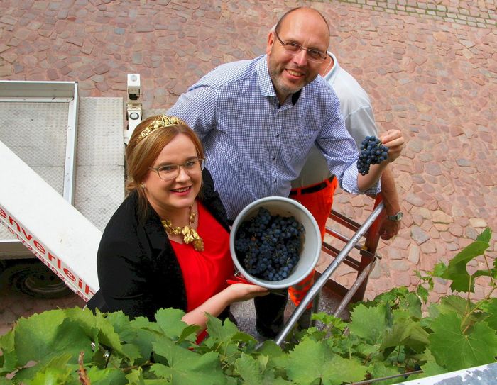 Weinkönigin Maria Lehmann und Oberbürgermeister Olaf Raschke ernten die ersten Meißner Stadttrauben in diesem Jahr. Foto: Farrar