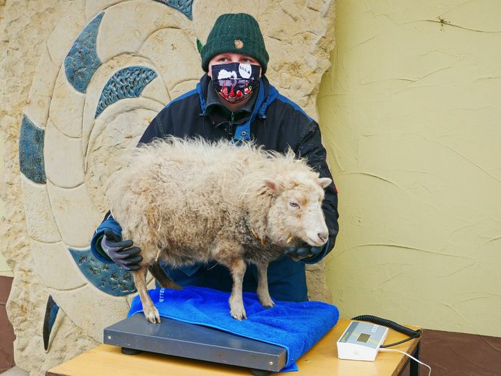 Tierpflegerin Nadine Schubert mit Ouessantschaf Trinchen. Foto: pm